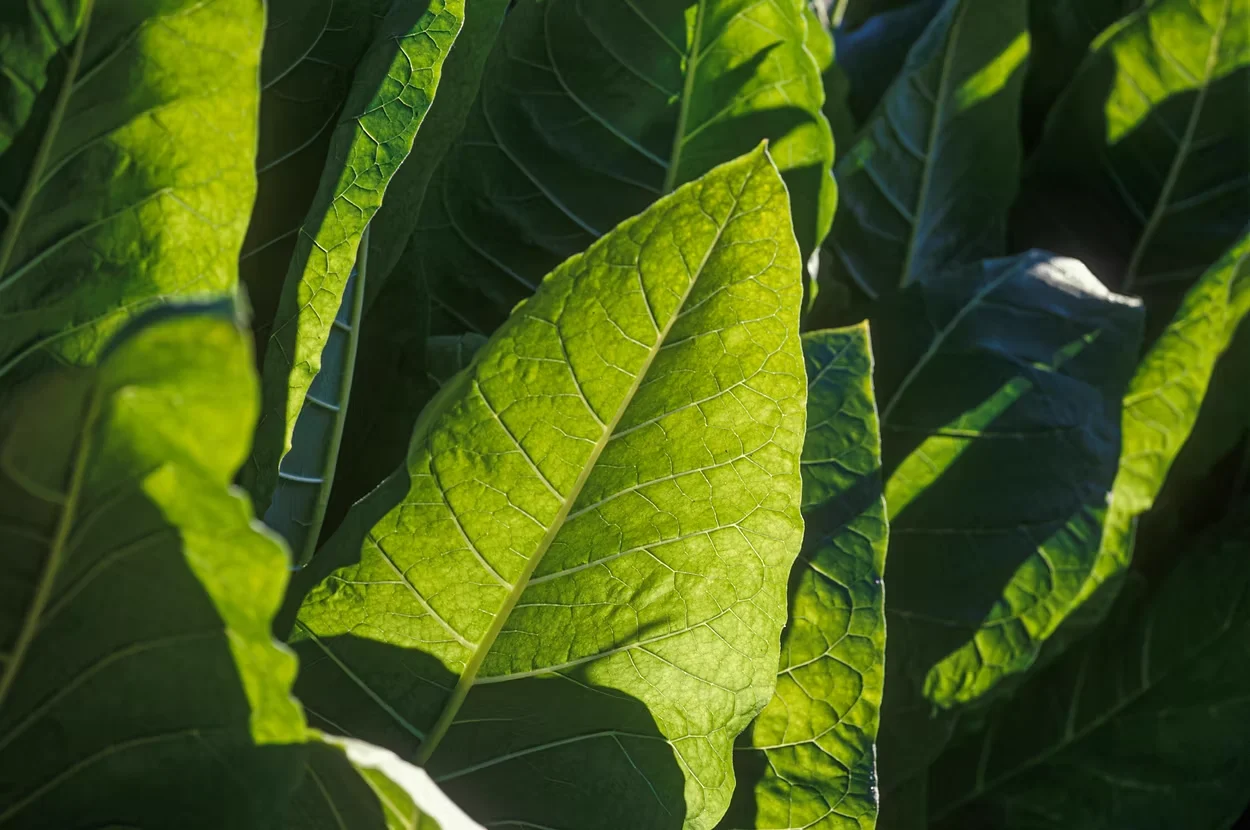 Pure Nicotine EP/USP — Nicotiana tabacum leaf